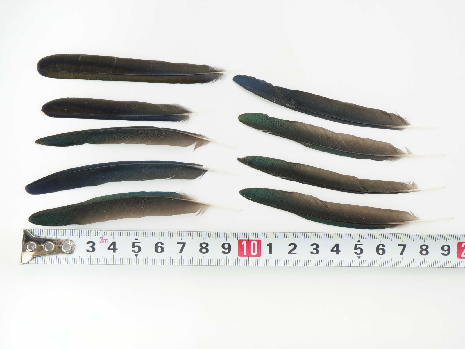 しあわせの青い鳥 テリムクの羽根