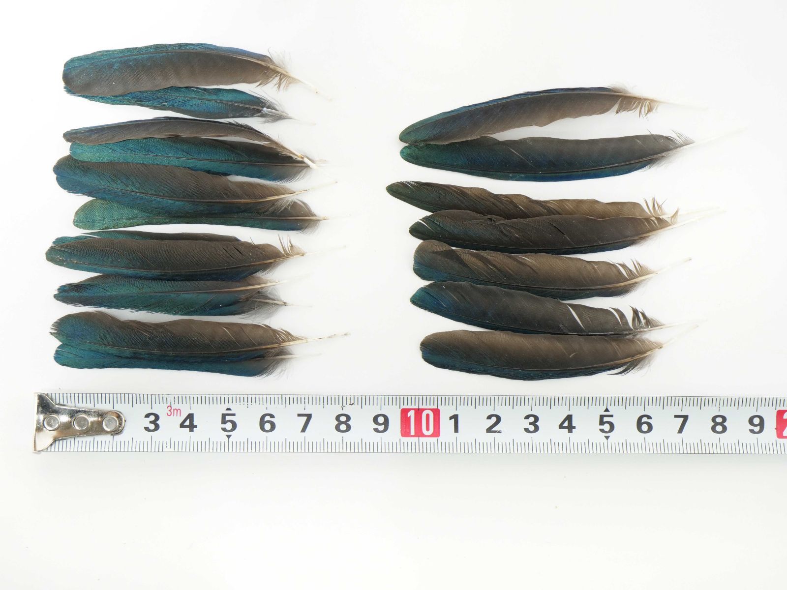 しあわせの青い鳥 テリムクの羽根 セット Lサイズ×35本 天然 ハンドメイド 材料 素材 フェザー 鳥の羽 鳥の羽根