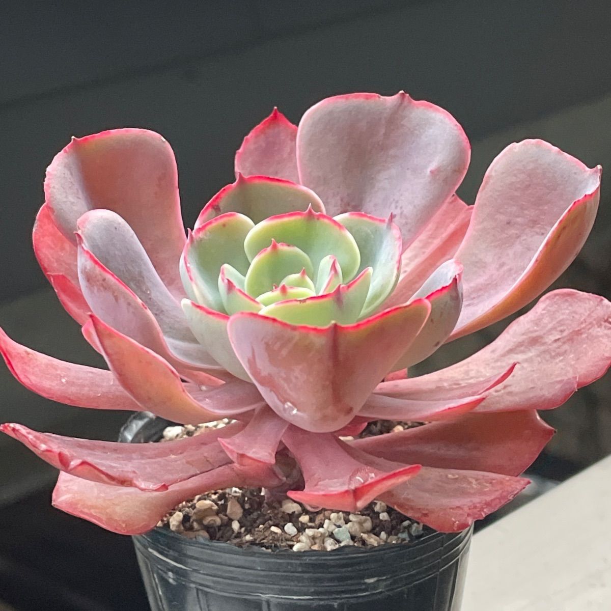 多肉植物♡ペルシア❤︎抜き苗(根付き) - メルカリ