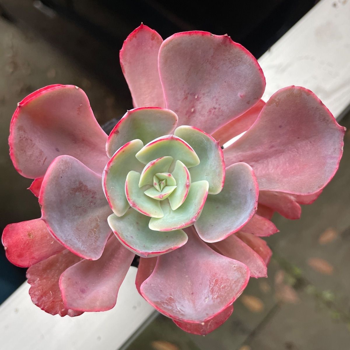 多肉植物♡ペルシア❤︎抜き苗(根付き) - メルカリ