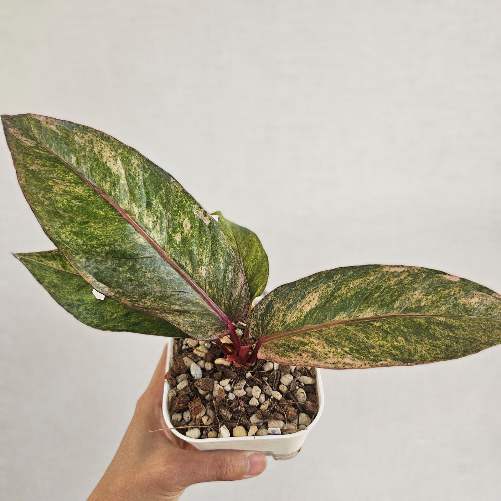 ♡レア♡《Anthurium Renaissance Var.》アンスリウム・ルネッサンス