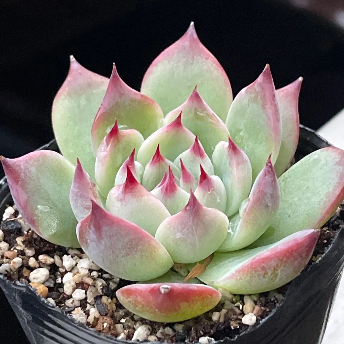 多肉植物♡シモヤマコロラータ❤︎抜き苗(根付き) - メルカリ