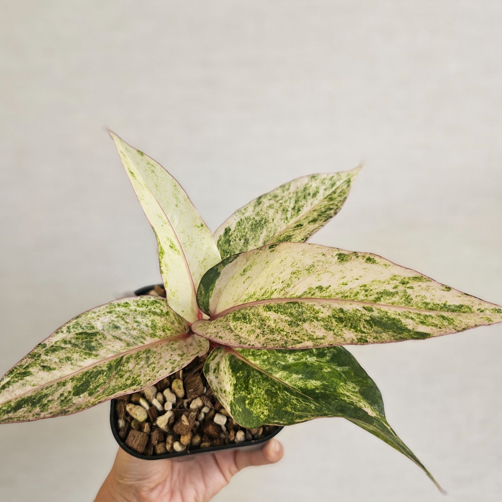 ♡レア♡《Anthurium Renaissance Var.》アンスリウム・ルネッサンス