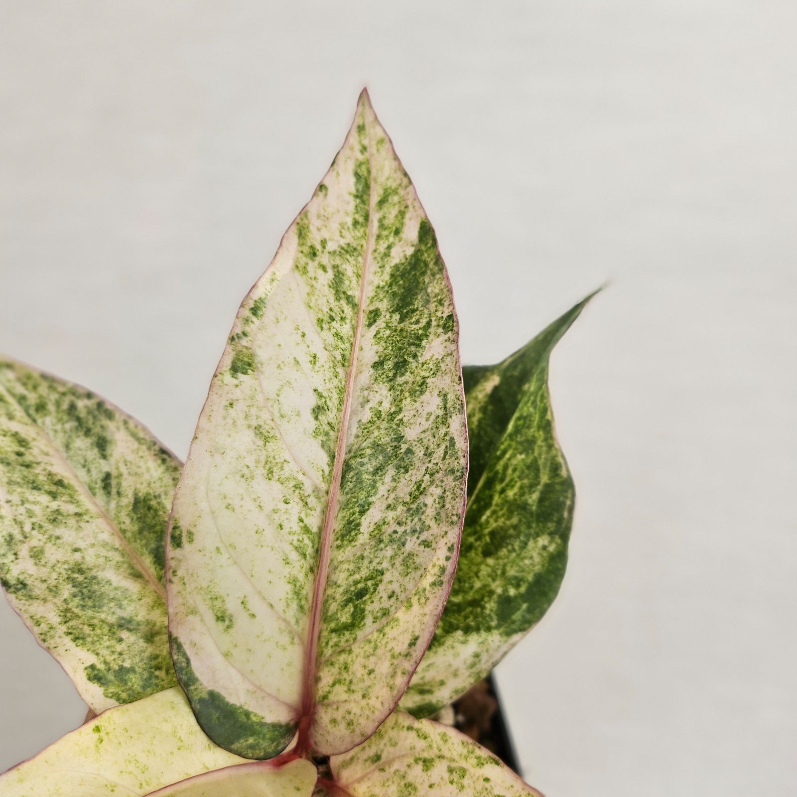♡レア♡《Anthurium Renaissance Var.》アンスリウム・ルネッサンス