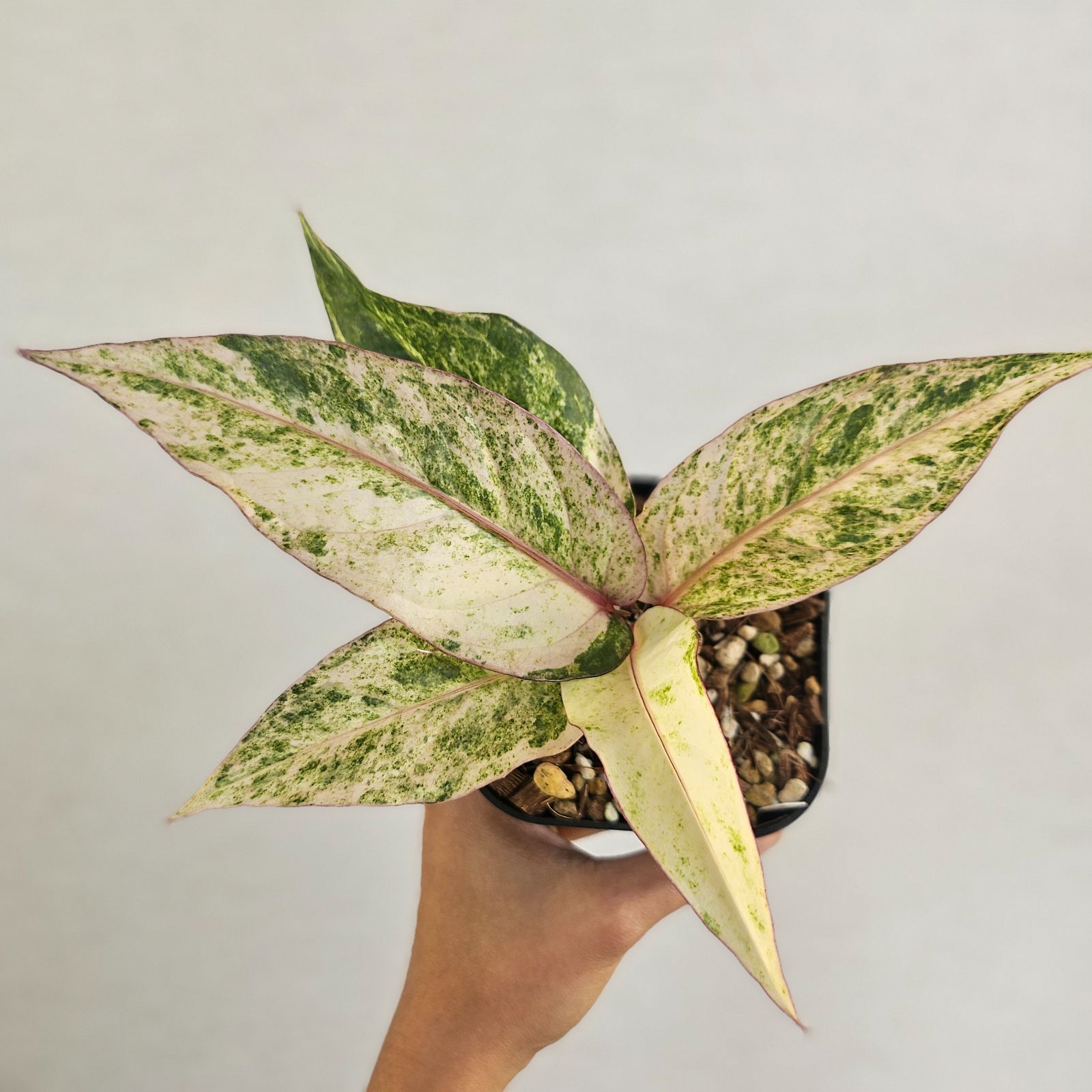 ♡レア♡《Anthurium Renaissance Var.》アンスリウム・ルネッサンス