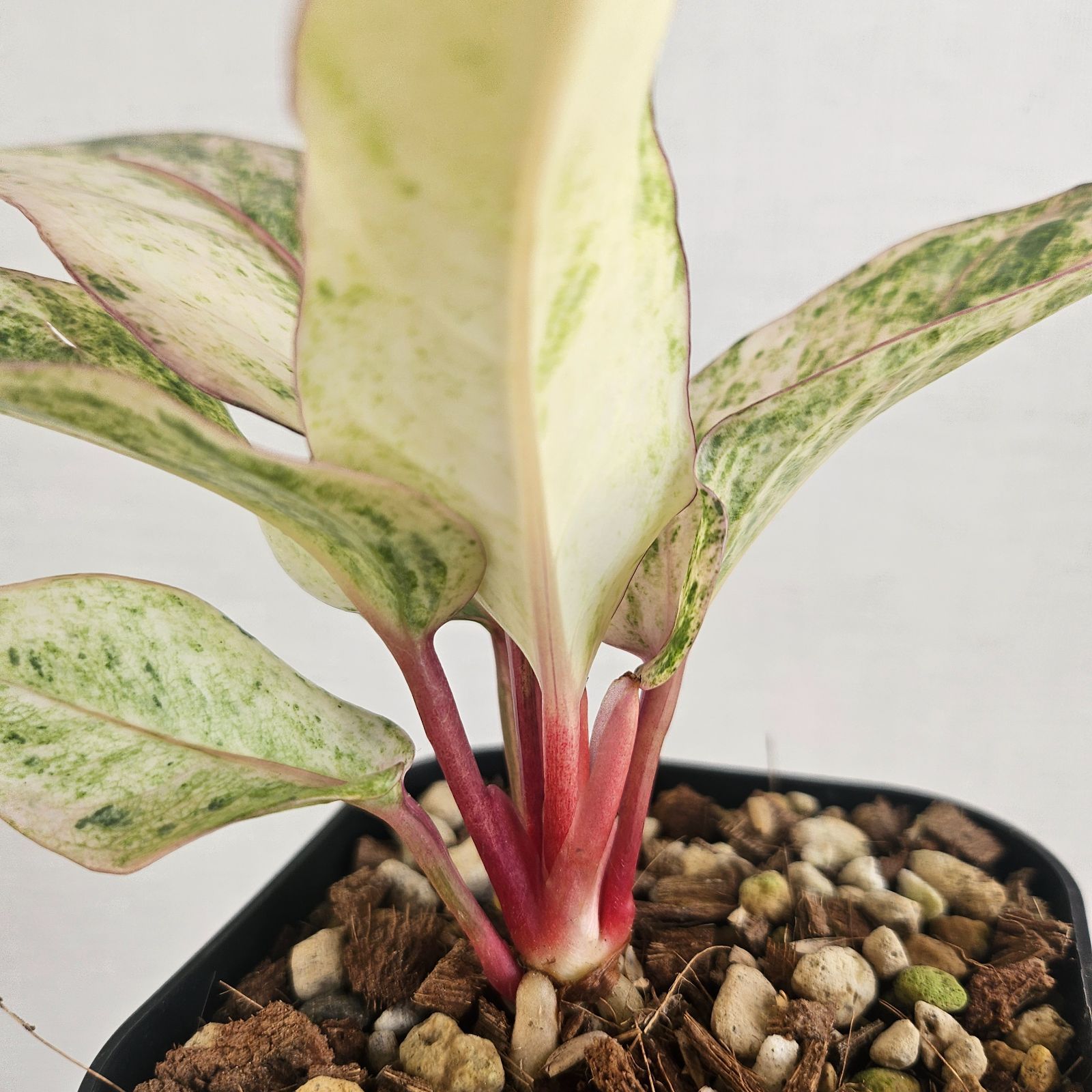 ♡レア♡《Anthurium Renaissance Var.》アンスリウム・ルネッサンス