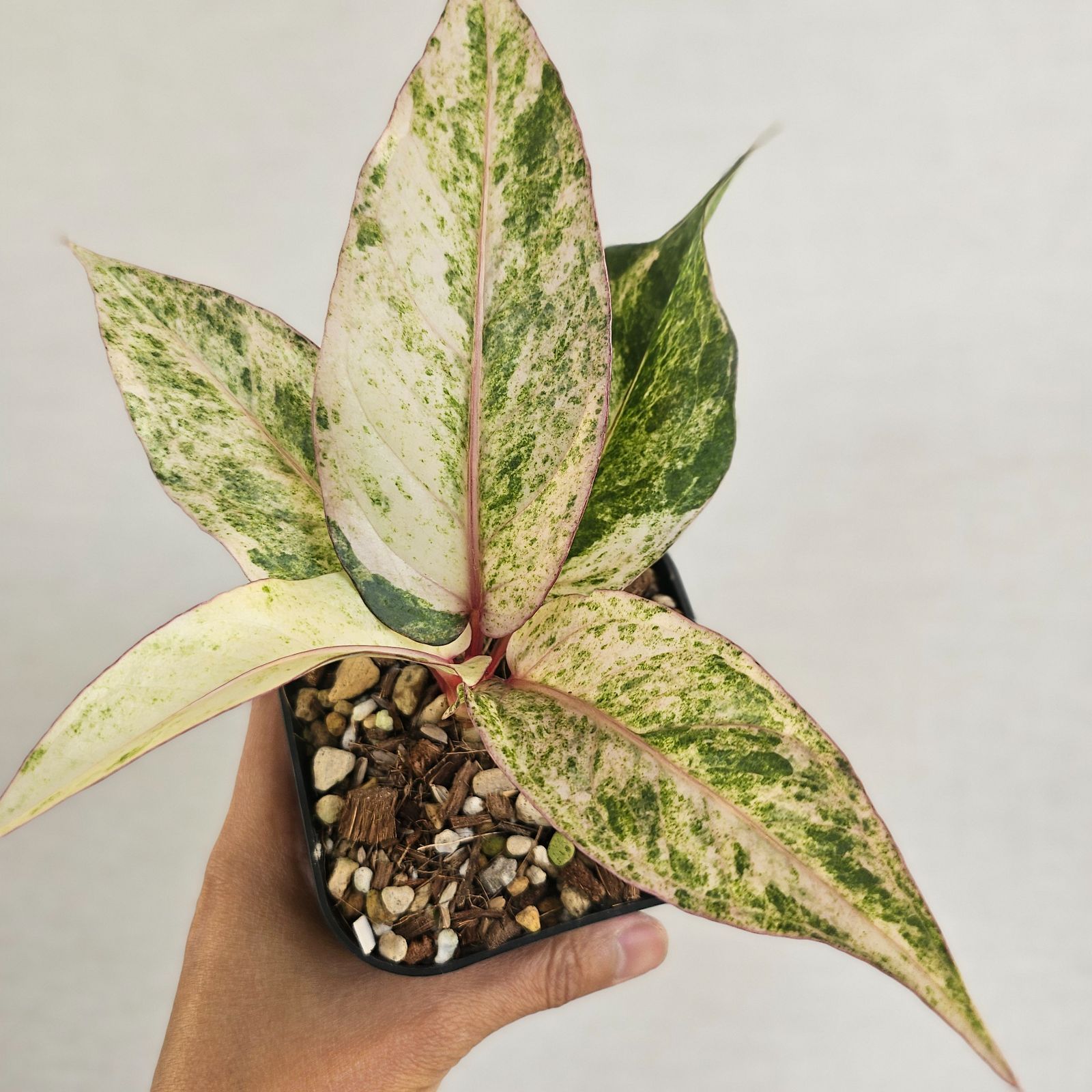 ♡レア♡《Anthurium Renaissance Var.》アンスリウム・ルネッサンス