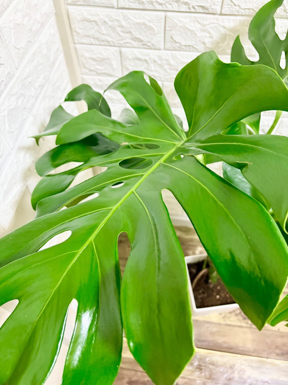 モンステラ⭐️幹立ち⭐️葉約45cm モンステラ⭐️幹立ち⭐️葉約45cm モンステラ⭐️幹立ち⭐️葉約45cm