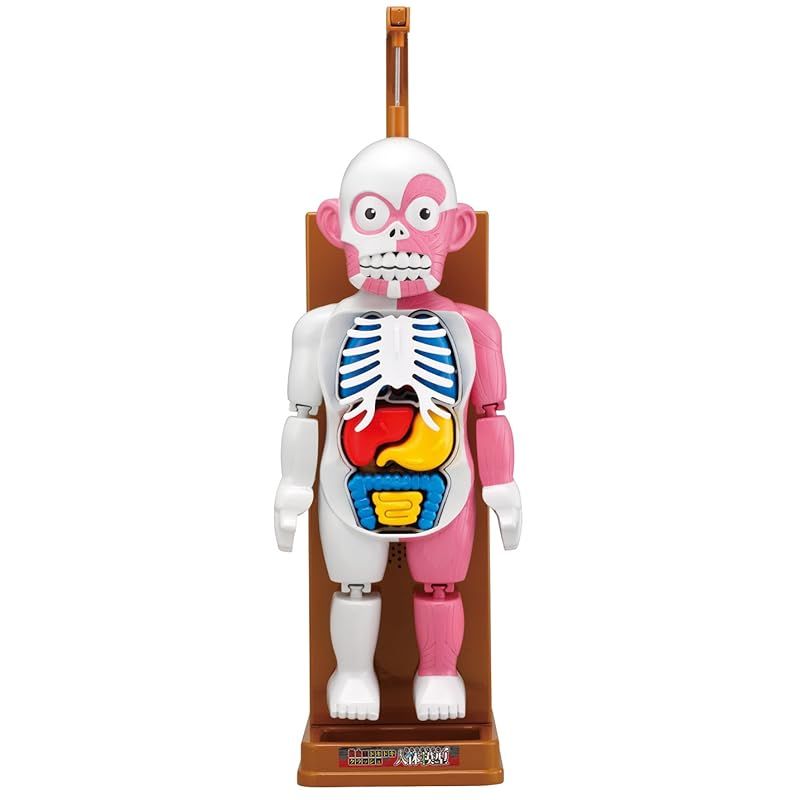 迅速発送】放課後の怪談シリーズ 恐怖!ドキドキクラッシュ人体模型