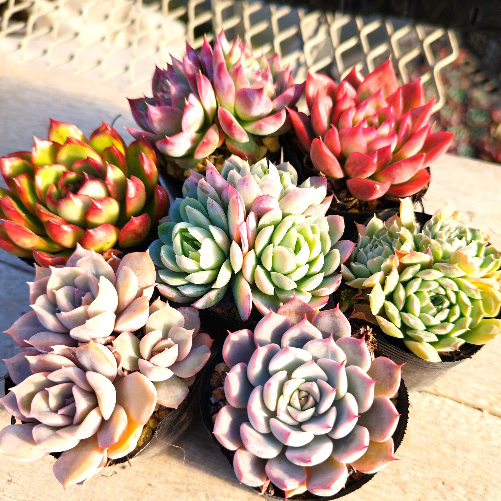 多肉植物 エケベリア 7種セット dz3 抜き苗 - メルカリ