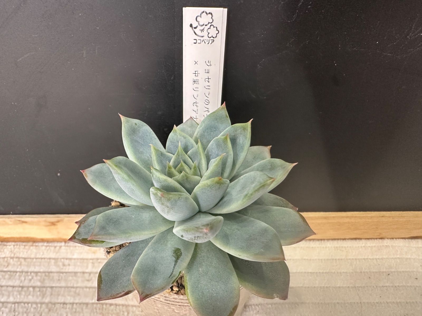 ジョセリンのバラ×中里リンゼアナ】 ココニコさん苗 札なし 抜き苗