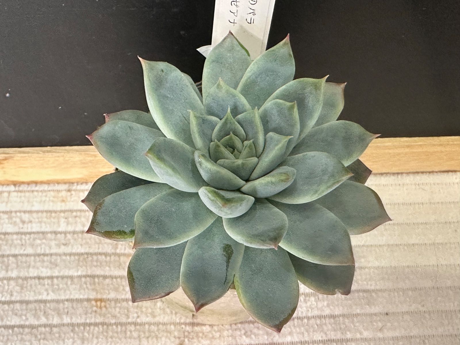 ココニコ苗　ココベリア　リンゼアナ（いとうぐりーん）　札付き 美苗リンゼアナ いとうぐりーん 札付き エケベリア 速達発送 多肉植物