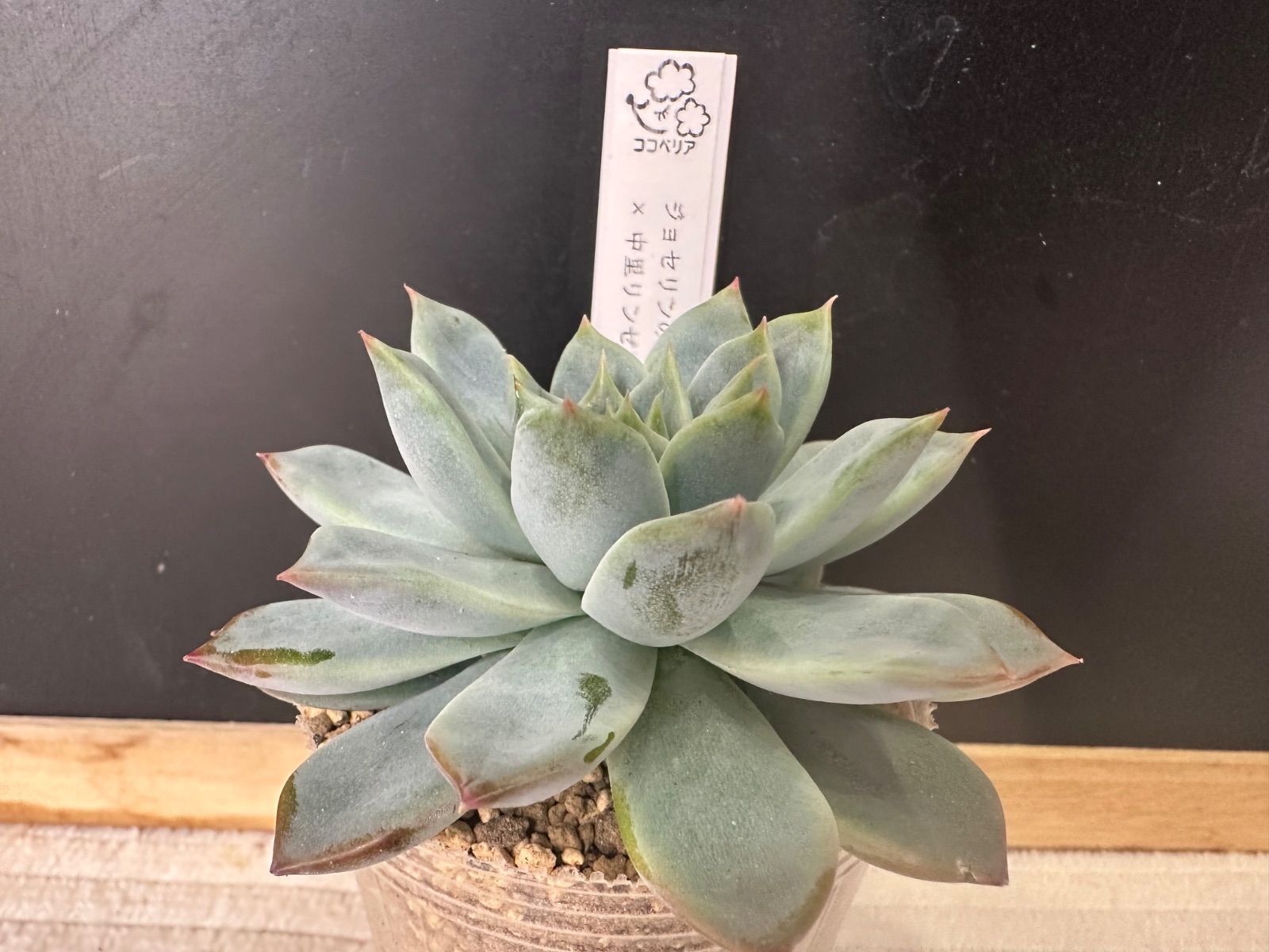 ジョセリンのバラ×中里リンゼアナ】 ココニコさん苗 札なし 抜き苗