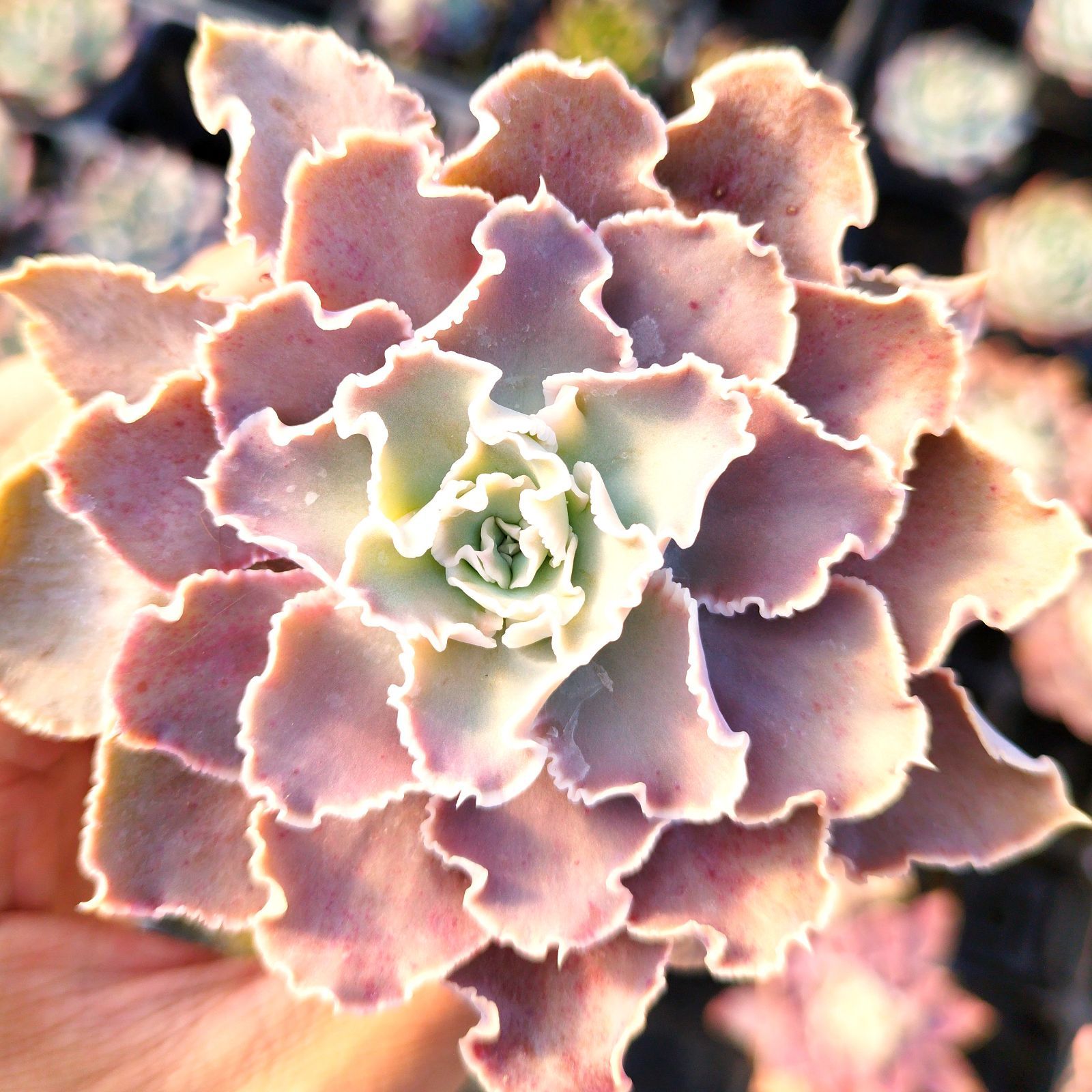 多肉植物 エケベリア シャビアナペレグリナ 実生 抜き苗 - メルカリ