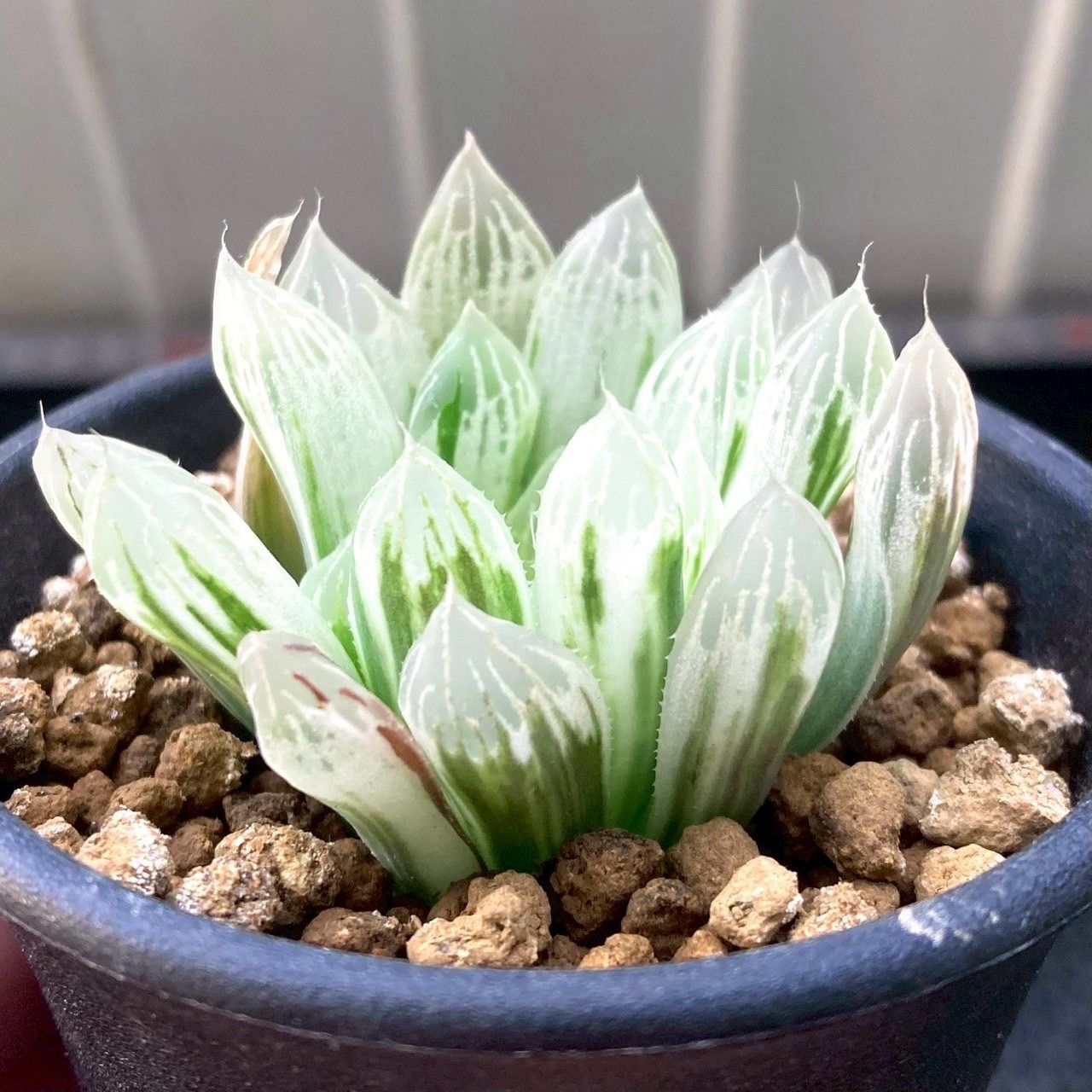 多肉植物 ハオルチア ピリフェラ錦 - メルカリ