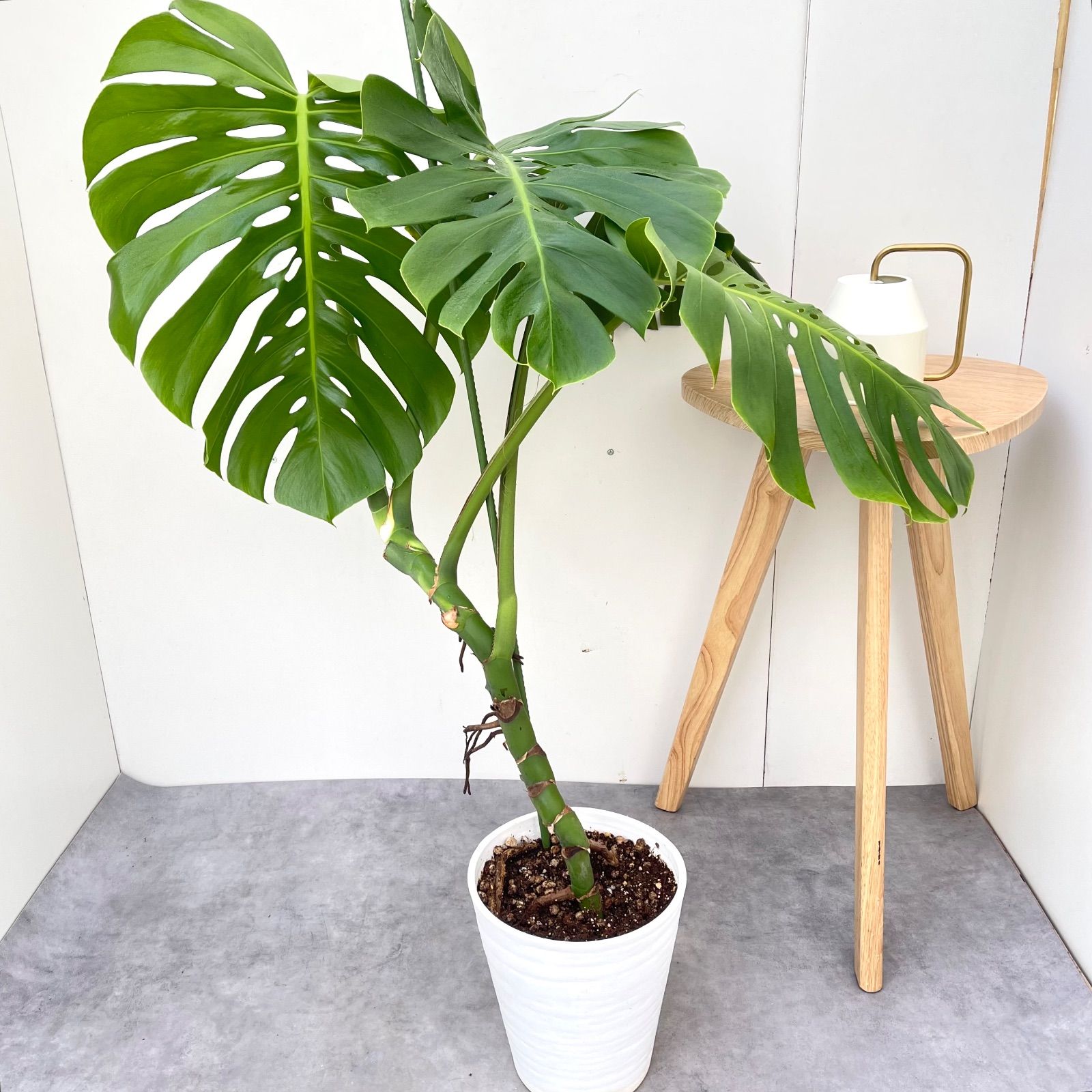 モンステラ 2【現品】観葉植物 幹上がり 室内 7号 - メルカリ