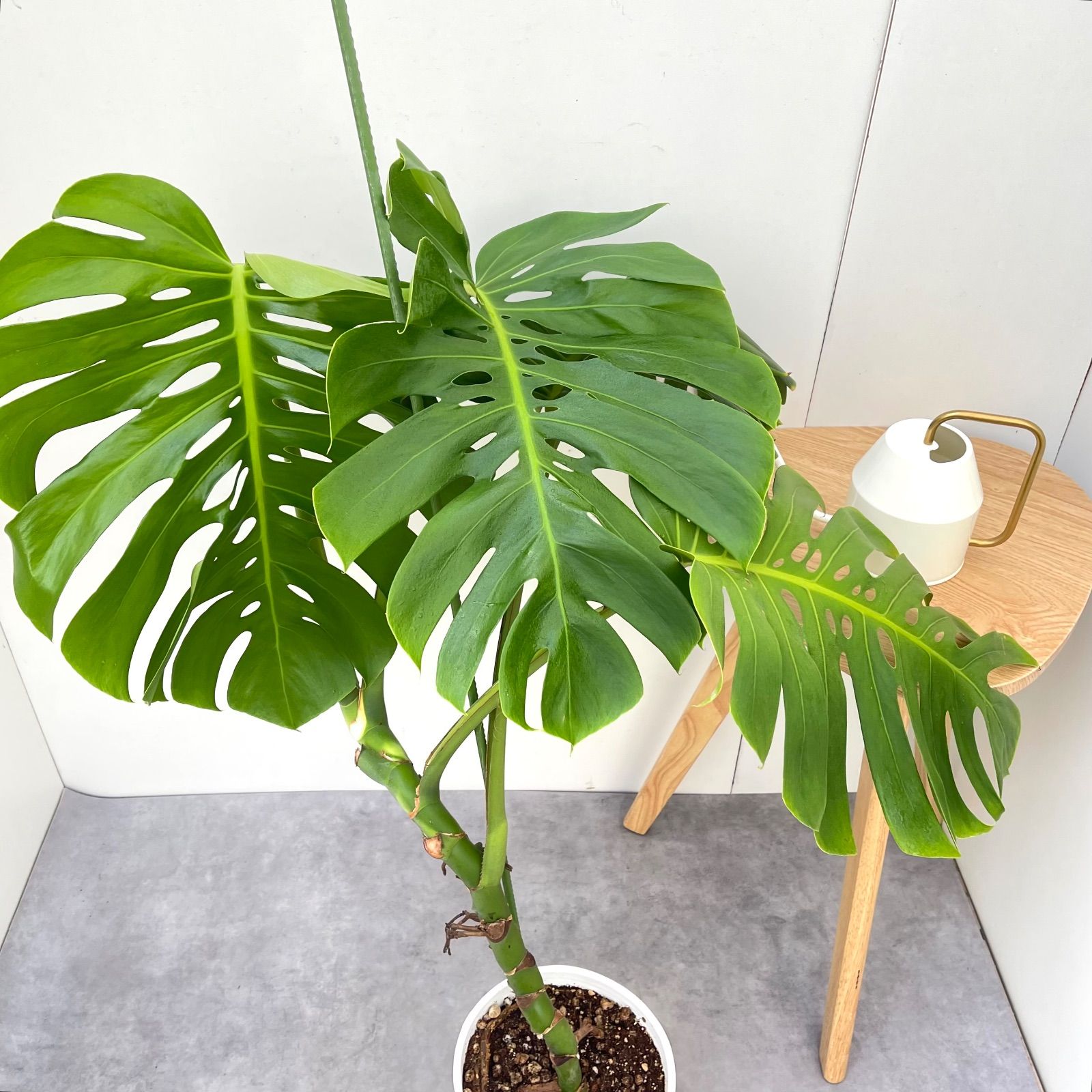 モンステラ 2【現品】観葉植物 幹上がり 室内 7号