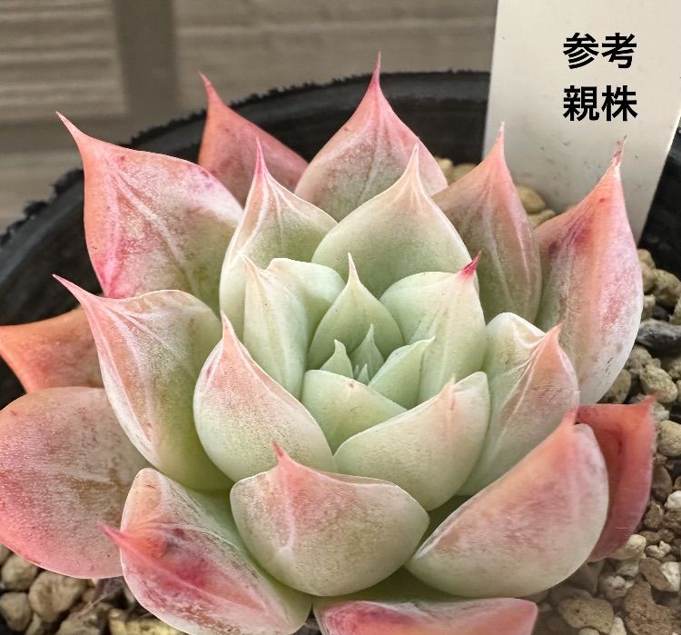 ジョセリンのバラ×中里リンゼアナ】 ココニコさん苗 札なし 抜き苗