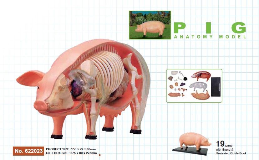 4D ビジョン 豚 解剖 モデル 4D VISION 622023 Pig Anatomy Model