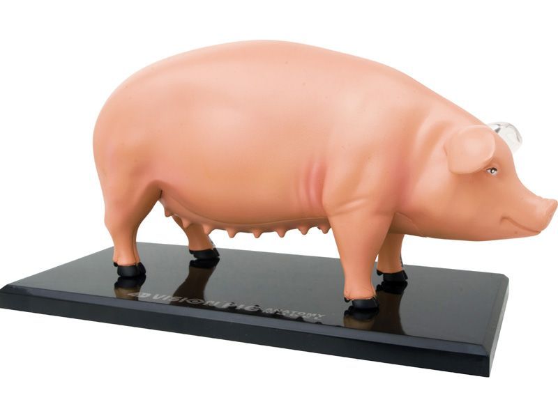 4D ビジョン 豚 解剖 モデル 4D VISION 622023 Pig Anatomy Model