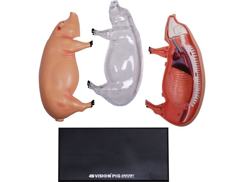4D ビジョン 豚 解剖 モデル 4D VISION 622023 Pig Anatomy Model