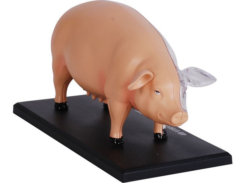 4D ビジョン 豚 解剖 モデル 4D VISION 622023 Pig Anatomy Model