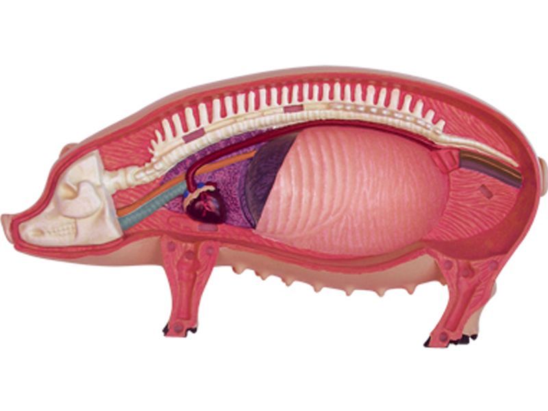 「4D MASTER」シリーズ　豚の模型 4D ビジョン 豚 解剖 モデル 4D VISION 622023 Pig Anatomy Model