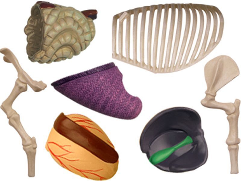 4D ビジョン 豚 解剖 モデル 4D VISION 622023 Pig Anatomy Model