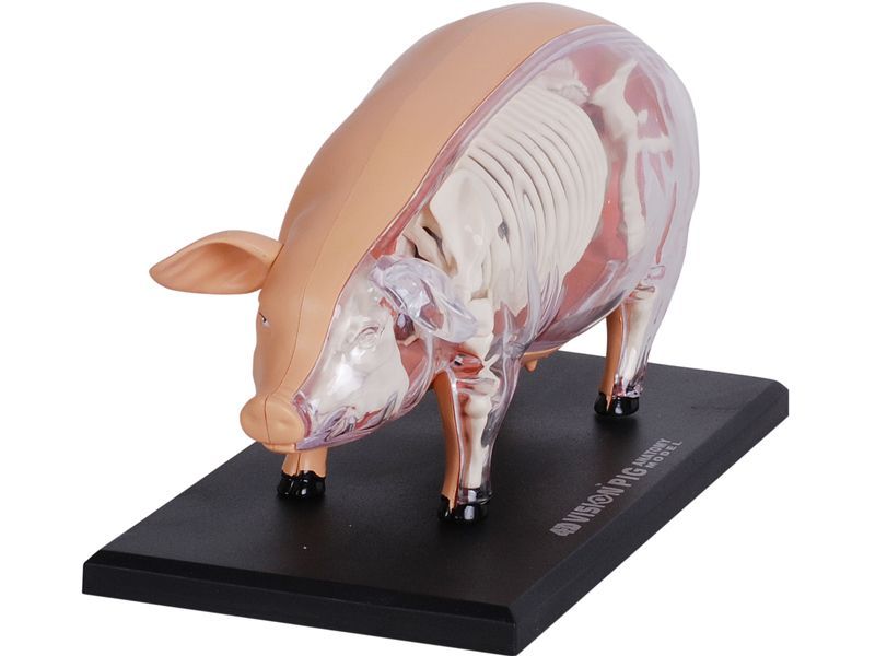 4D ビジョン 豚 解剖 モデル 4D VISION 622023 Pig Anatomy Model