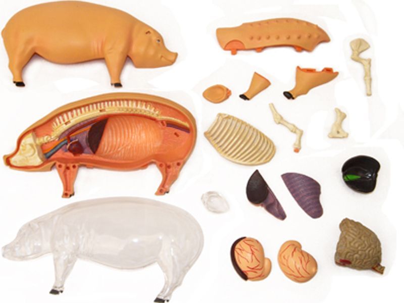 4D ビジョン 豚 解剖 モデル 4D VISION 622023 Pig Anatomy Model
