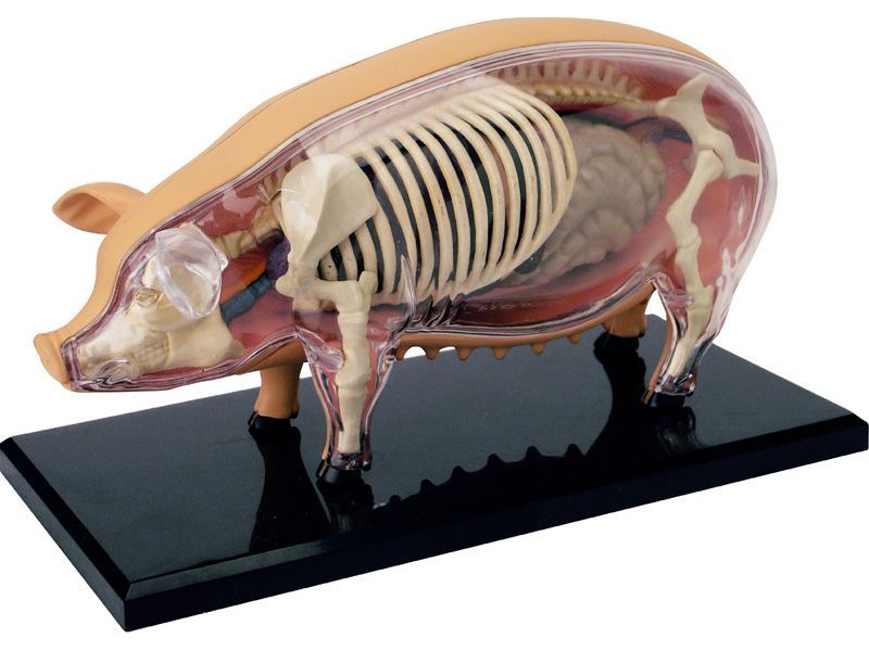 4D ビジョン 豚 解剖 モデル 4D VISION 622023 Pig Anatomy Model