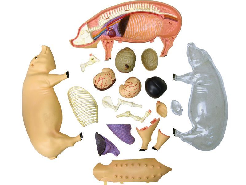 4D ビジョン 豚 解剖 モデル 4D VISION 622023 Pig Anatomy Model