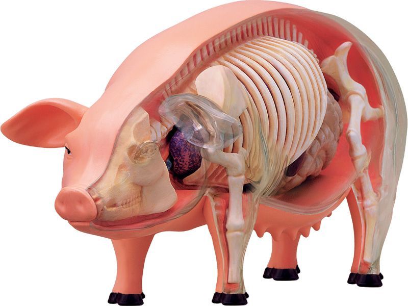 4D ビジョン 豚 解剖 モデル 4D VISION 622023 Pig Anatomy Model