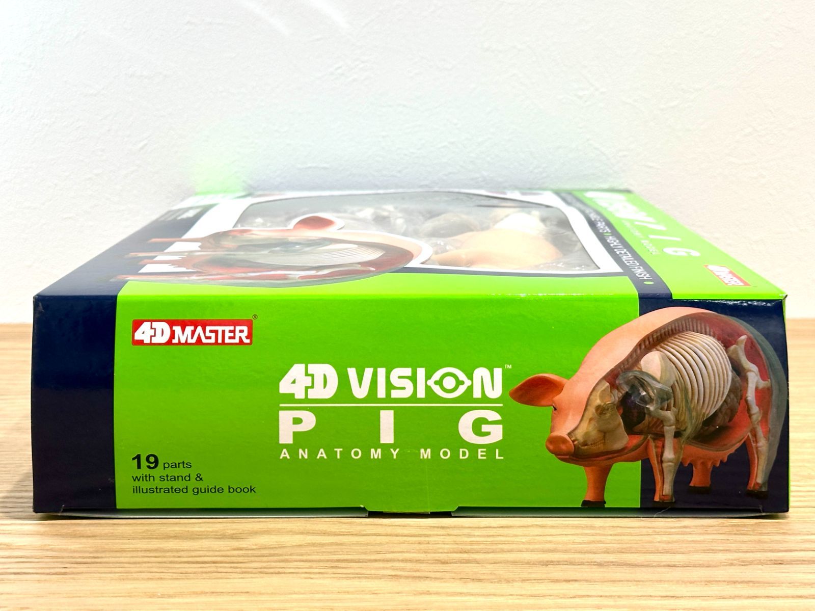 4D ビジョン 豚 解剖 モデル 4D VISION 622023 Pig Anatomy Model