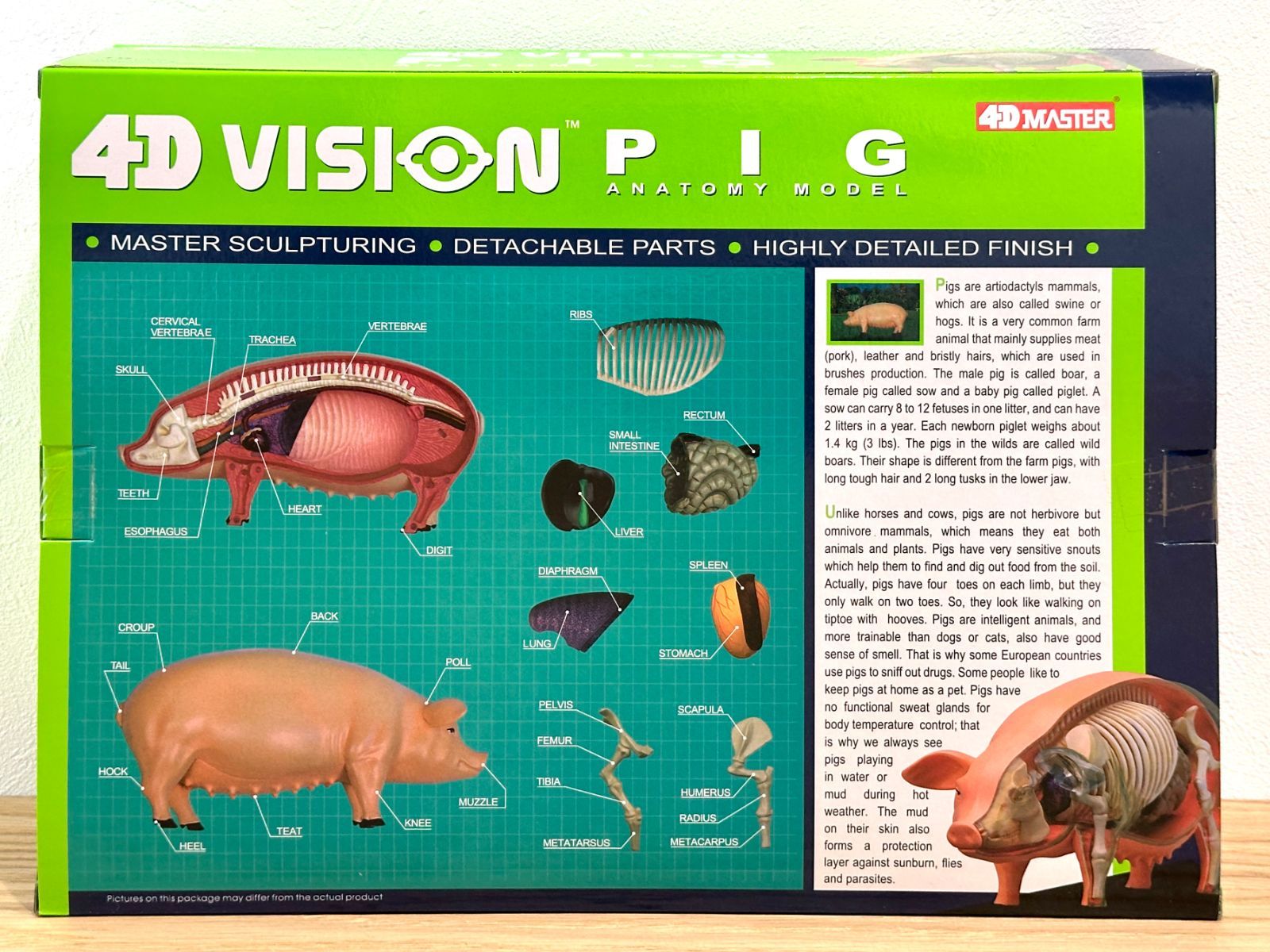 4D ビジョン 豚 解剖 モデル 4D VISION 622023 Pig Anatomy Model
