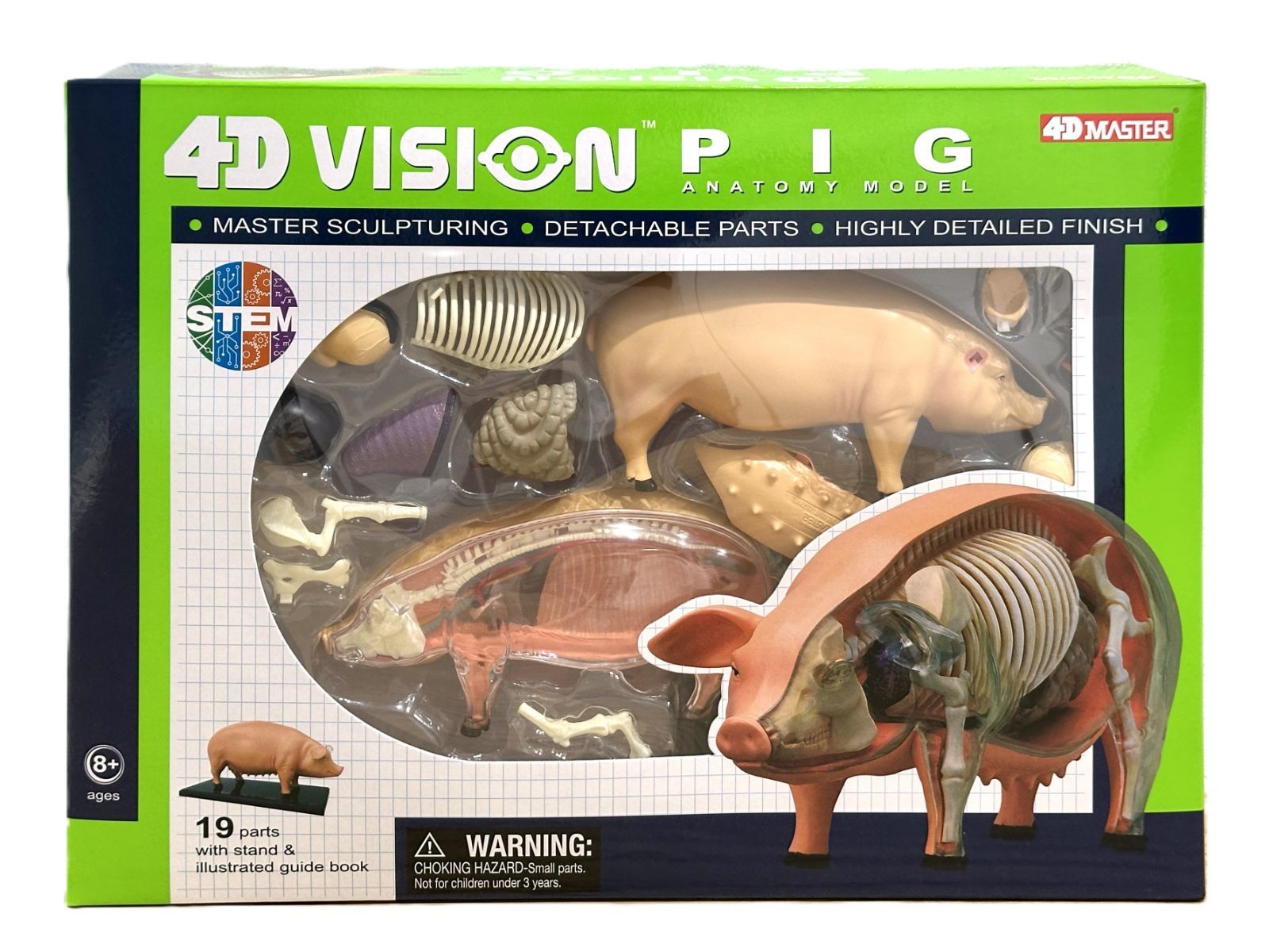 4D ビジョン 豚 解剖 モデル 4D VISION 622023 Pig Anatomy Model