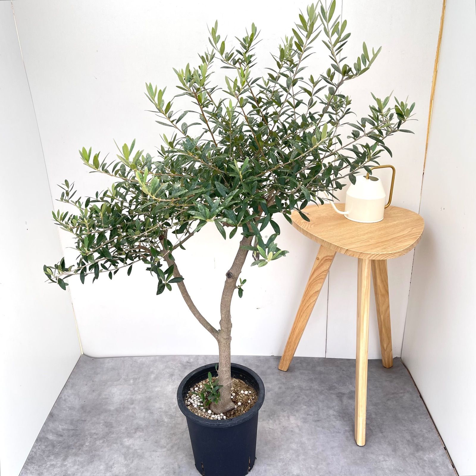 オリーブ ネバディロブランコ 19【現品】観葉植物 創樹 SOUJU 大型