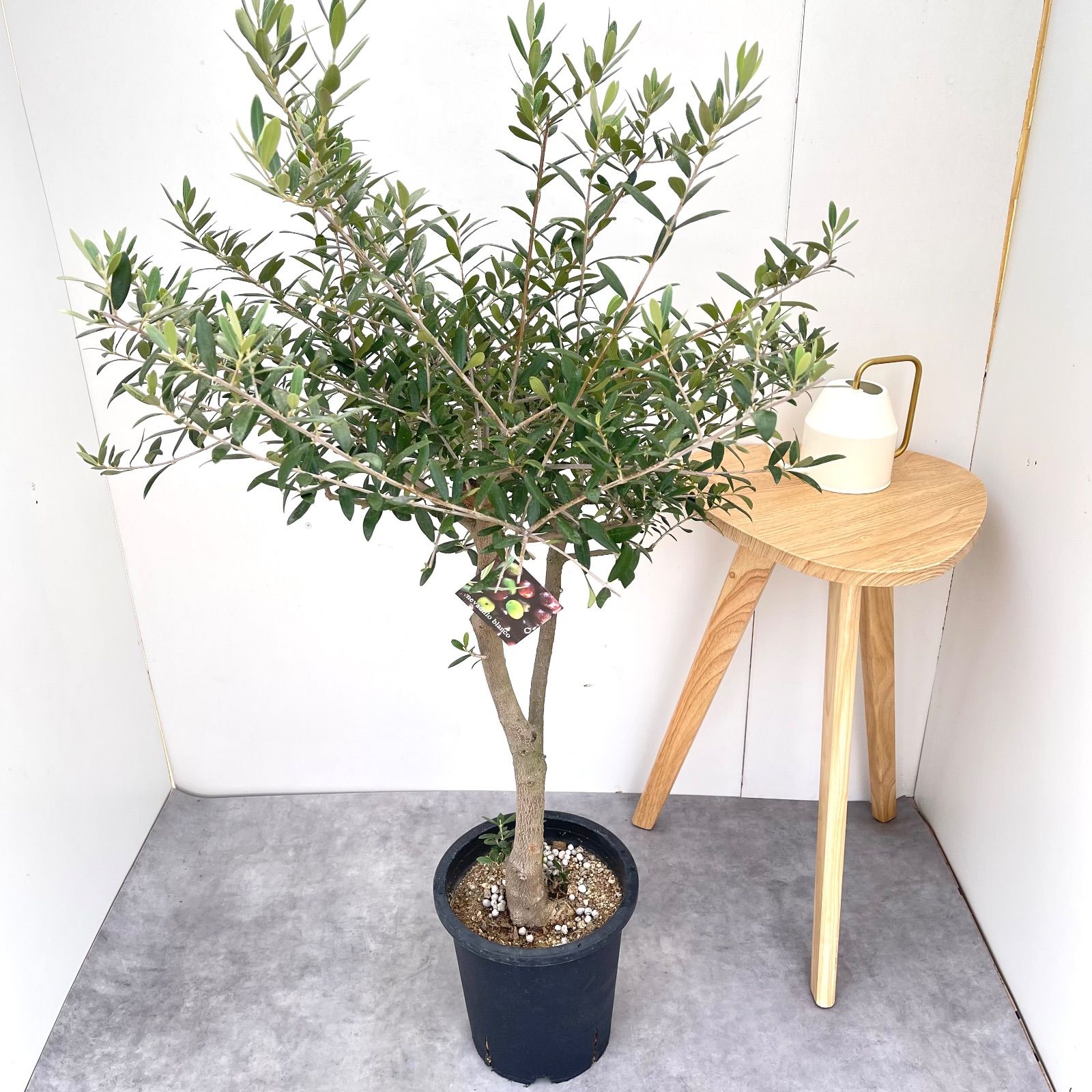 オリーブ ネバディロブランコ 19【現品】観葉植物 創樹 SOUJU 大型