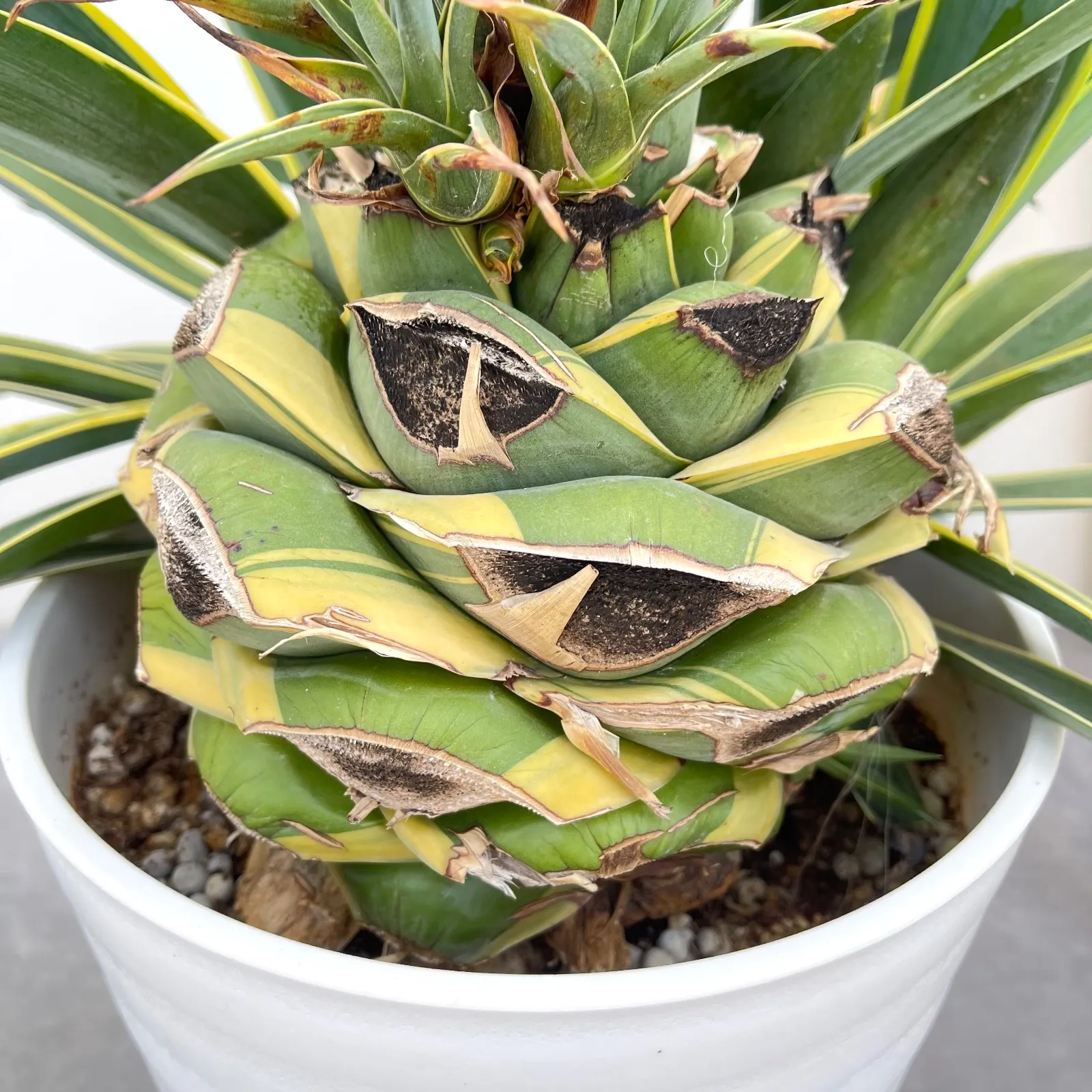 アガベ ベネズエラ錦 開花後株【現品】観葉植物 ドライガーデン 特大 