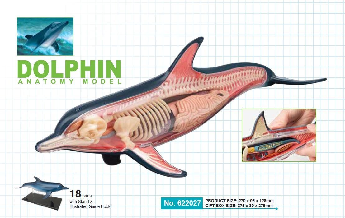 犬の解剖学的モデル、解剖学的モデル - 医学的解剖学的構造シミュレーション動物生物学取り外し可能な臓器体部品科学 解剖学モデル、イオナルモデル馬 解剖動物生物学骨格器官解剖学取り外し可能 イルカ動物解剖モデル生物モデル動物臓器解剖学人気科学教育玩具海洋魚モデル器具