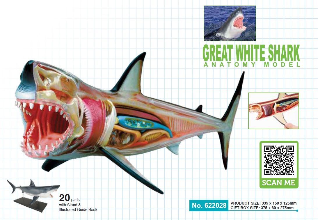 XYZ専用 4D Master サメ + ワニ まとめ買う 4D ビジョン ホホジロザメ 解剖モデル 4D VISION 622028 Great White