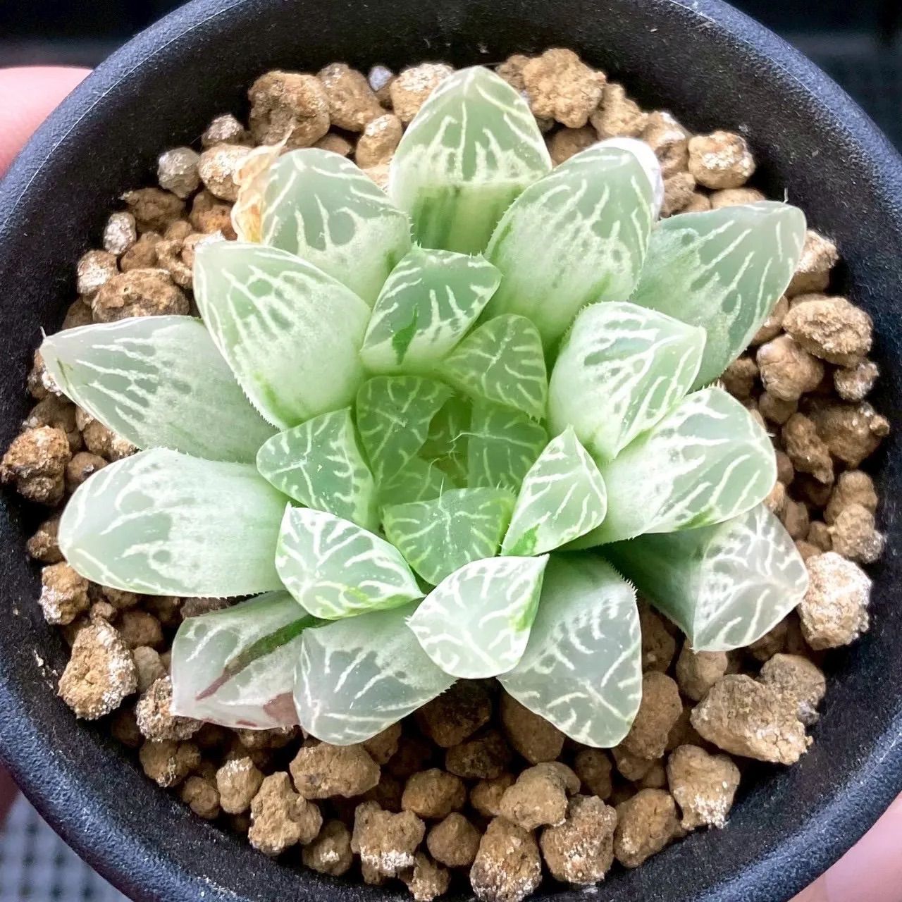 【期間限定出品】ハオルチア ピリフェラ RIB0136　多肉植物 期間限定出品】ハオルチア ピリフェラ RIB0136 多肉植物 - メルカリ