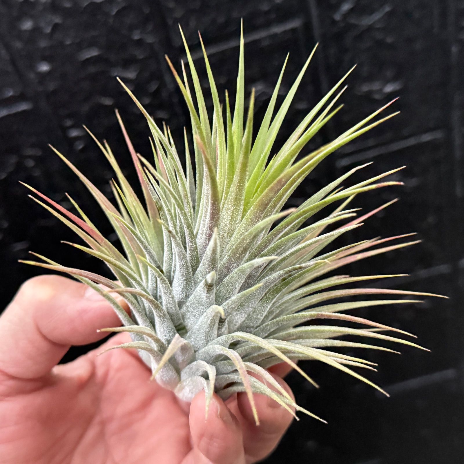 ご予約株　Tillandsia イオナンタ スノーボール　速達 御予約株 Tillandsia Ionantha Snow Ball 速達発送 - メルカリ