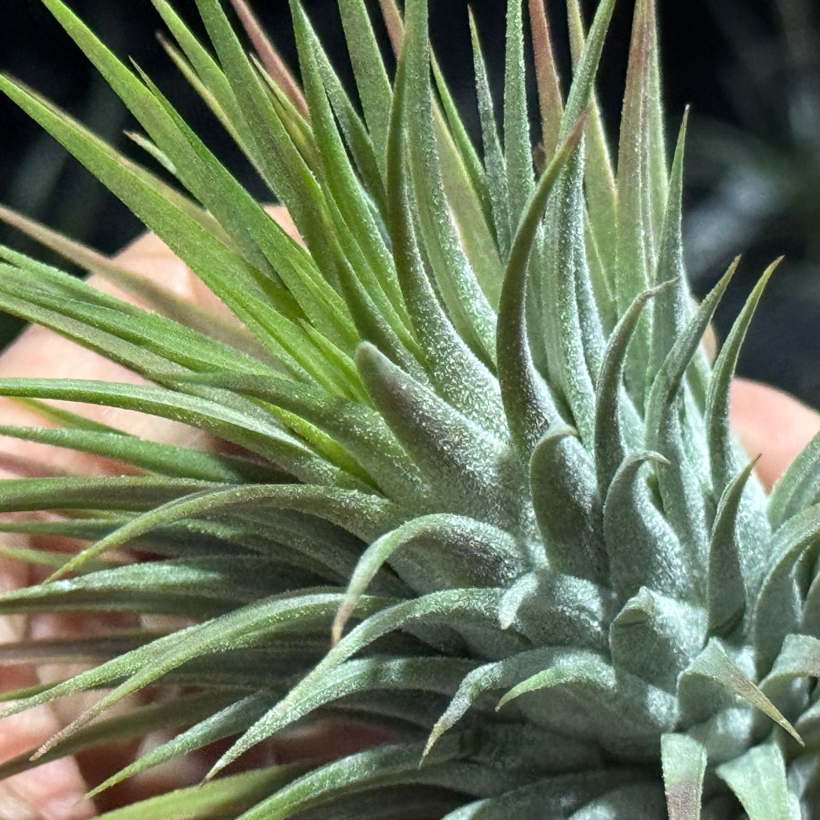 ご予約株　Tillandsia イオナンタ スノーボール　速達 御予約株 Tillandsia Ionantha Snow Ball 速達発送 - メルカリ