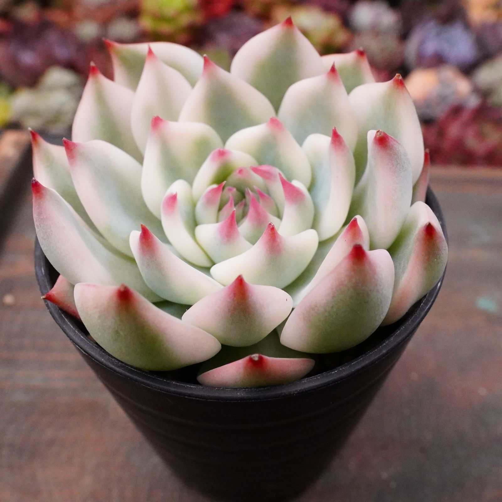 極美※【チワワエンシス錦 4】覆輪斑 韓国多肉 斑入り 大人気 - メルカリ