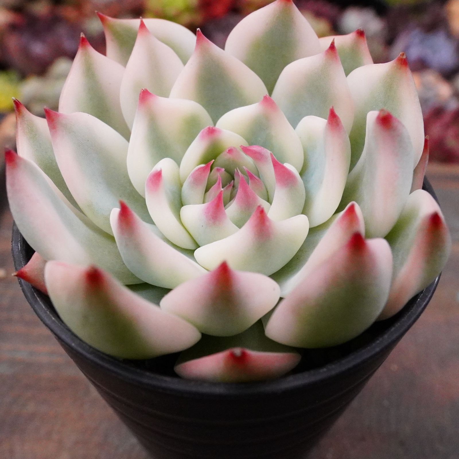 極美※【チワワエンシス錦 4】覆輪斑 韓国多肉 斑入り 大人気 - メルカリ