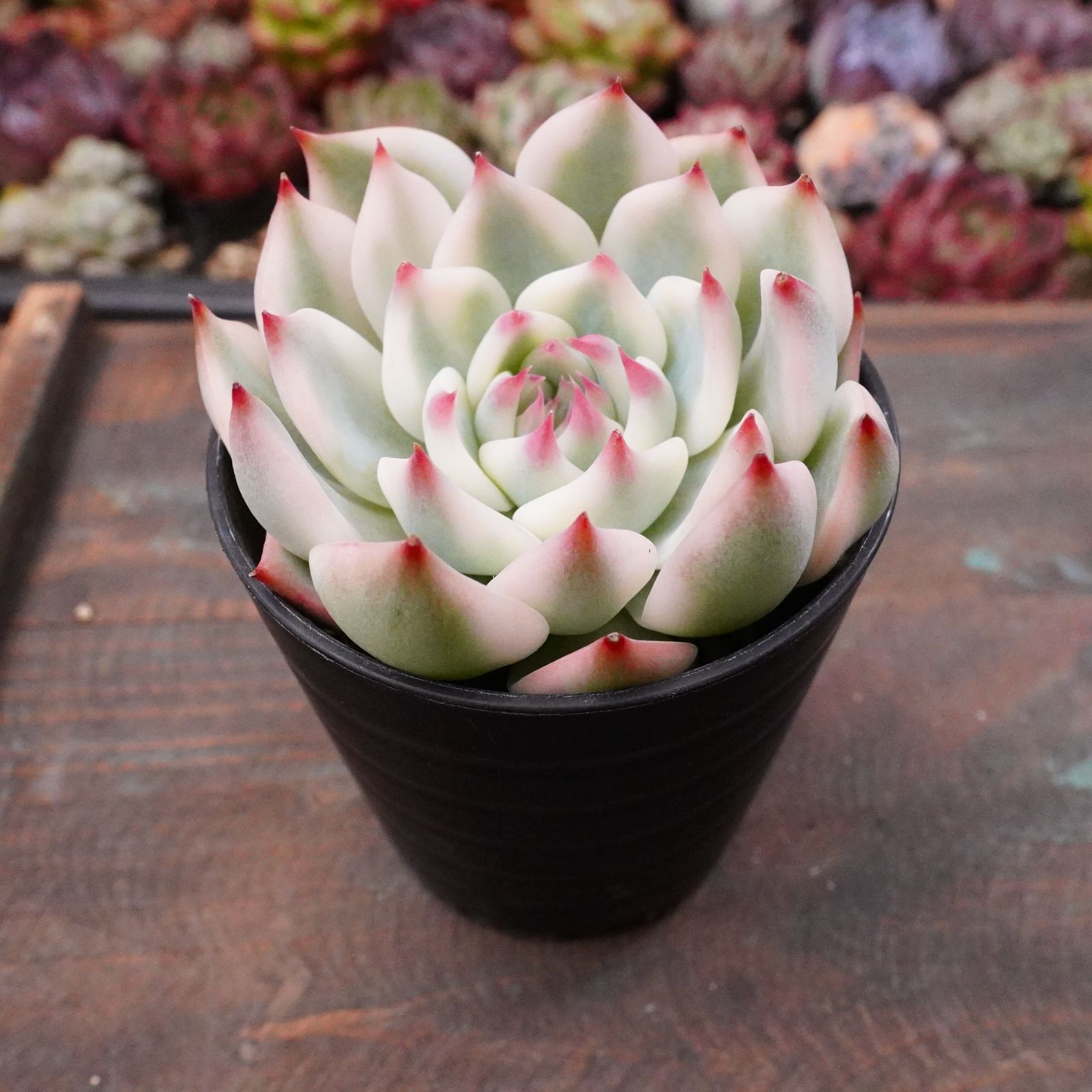 極美※【チワワエンシス錦 4】覆輪斑 韓国多肉 斑入り 大人気 - メルカリ