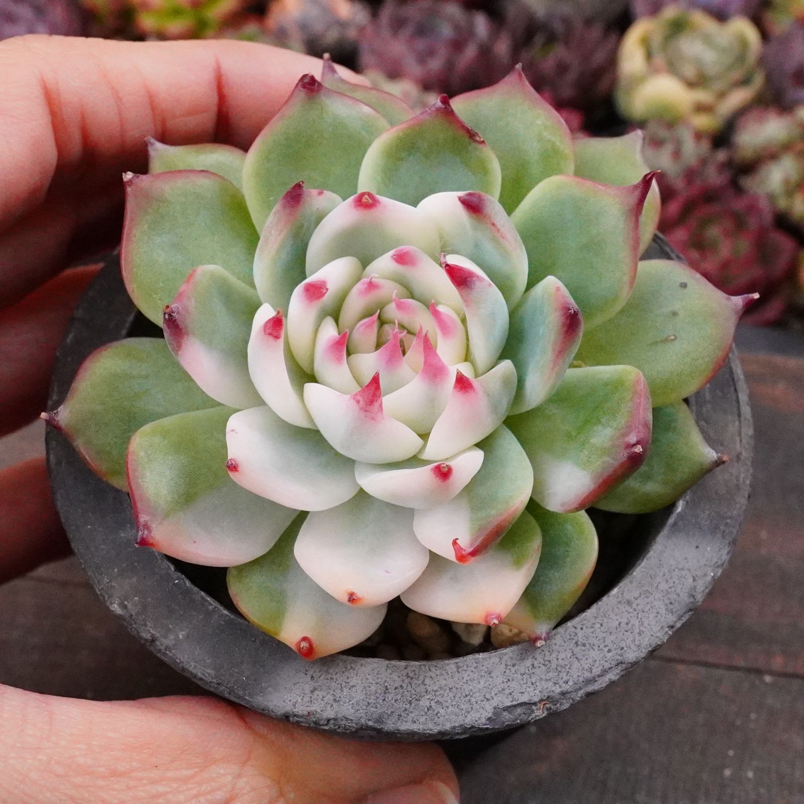 チワワエンシス錦 5】覆輪斑 韓国多肉 斑入り 大人気 - メルカリ