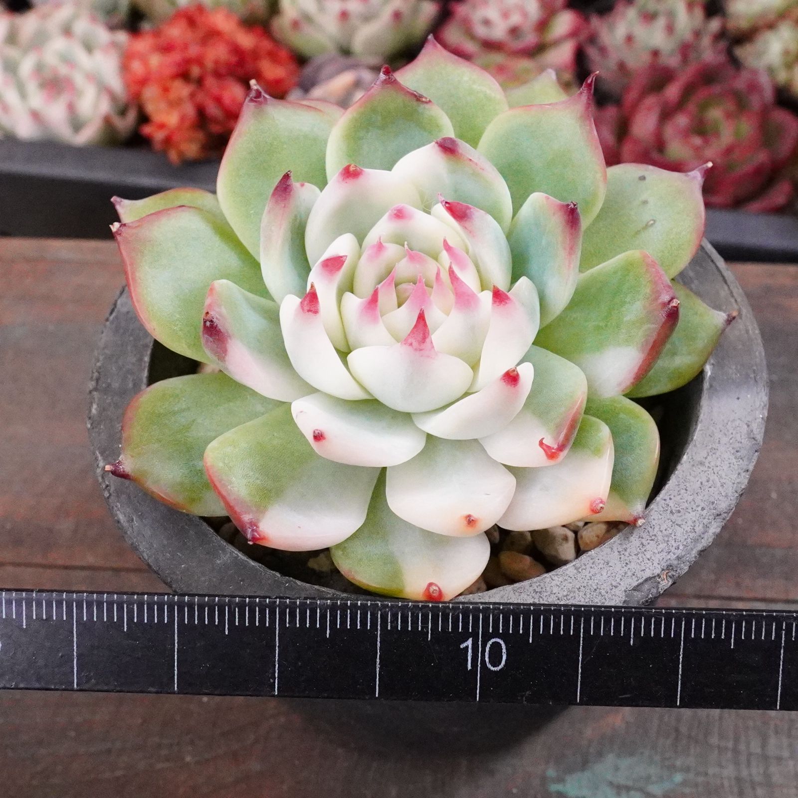 チワワエンシス錦 5】覆輪斑 韓国多肉 斑入り 大人気 - メルカリ