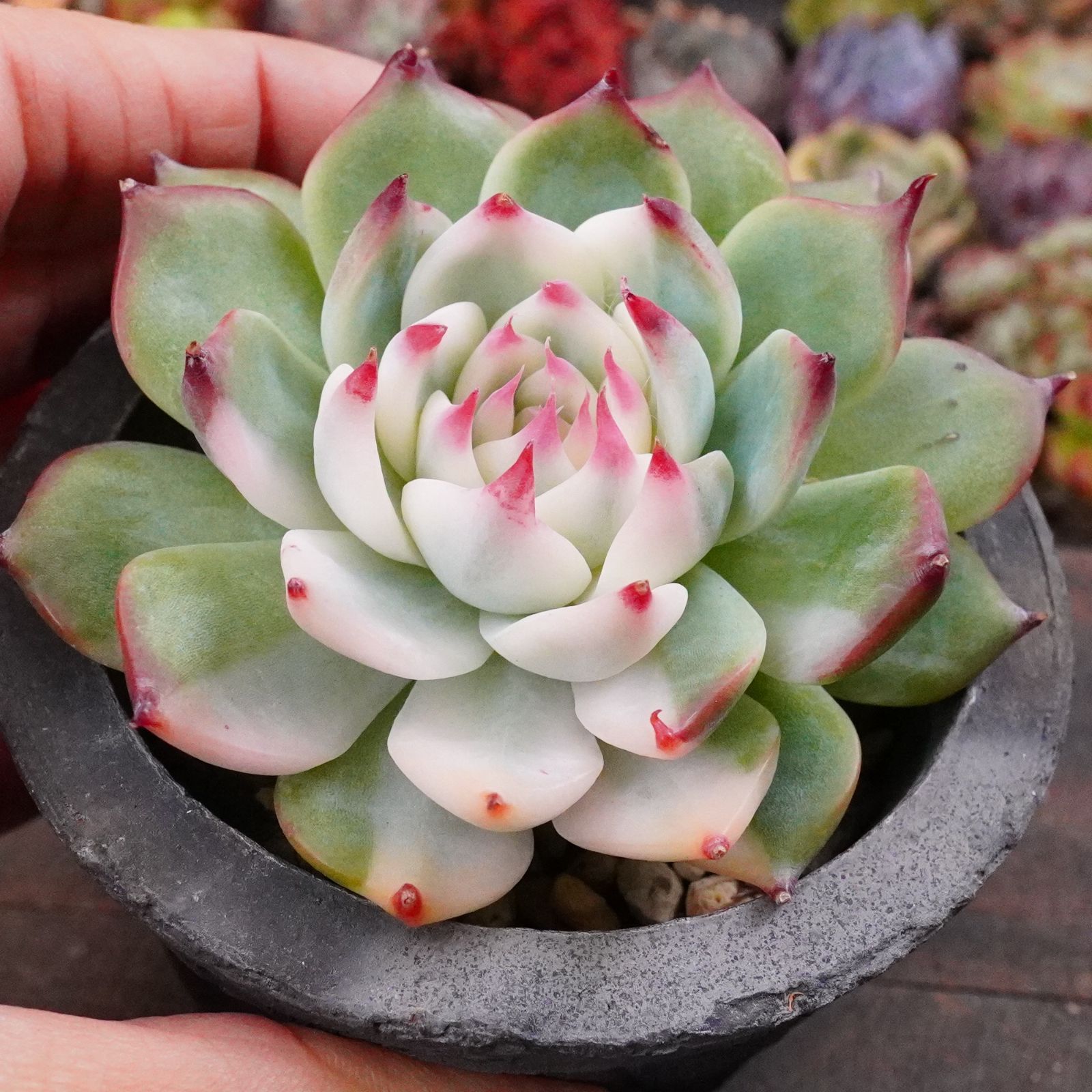 【サービス品@1980】チワワエンシス錦(覆輪斑) サービス品@1980】チワワエンシス錦(覆輪斑) チワワエンシス錦 5】覆輪